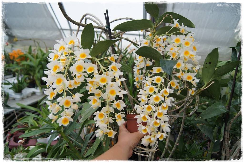 Jak przesadzić storczyka 4