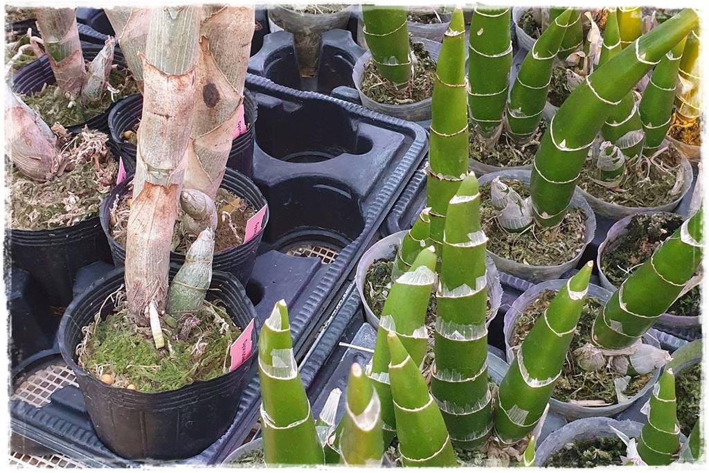 Jak przesadzić storczyka 4a