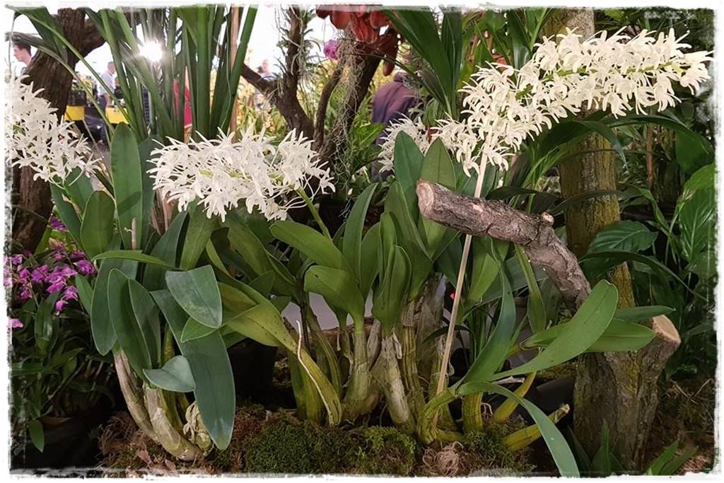 Jak przesadzić storczyka 4b