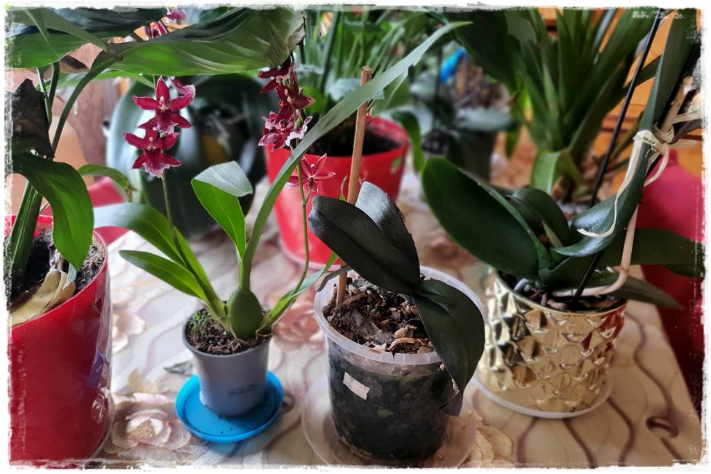 Jak przesadzić storczyka 4c