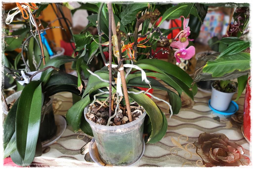 Jak przesadzić storczyka 5