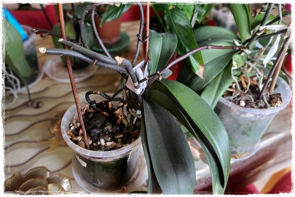 Jak przesadzić storczyka 5a