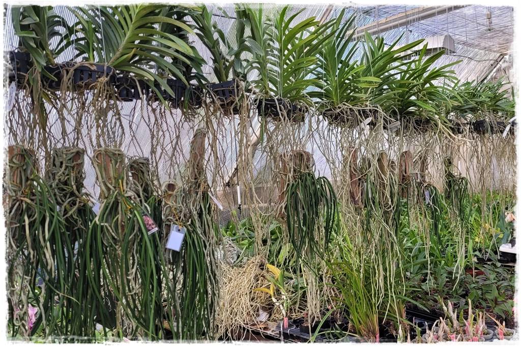 Jak przesadzić storczyka 5b