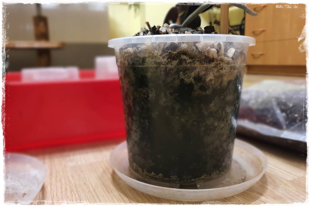 Jak przesadzić storczyka 7