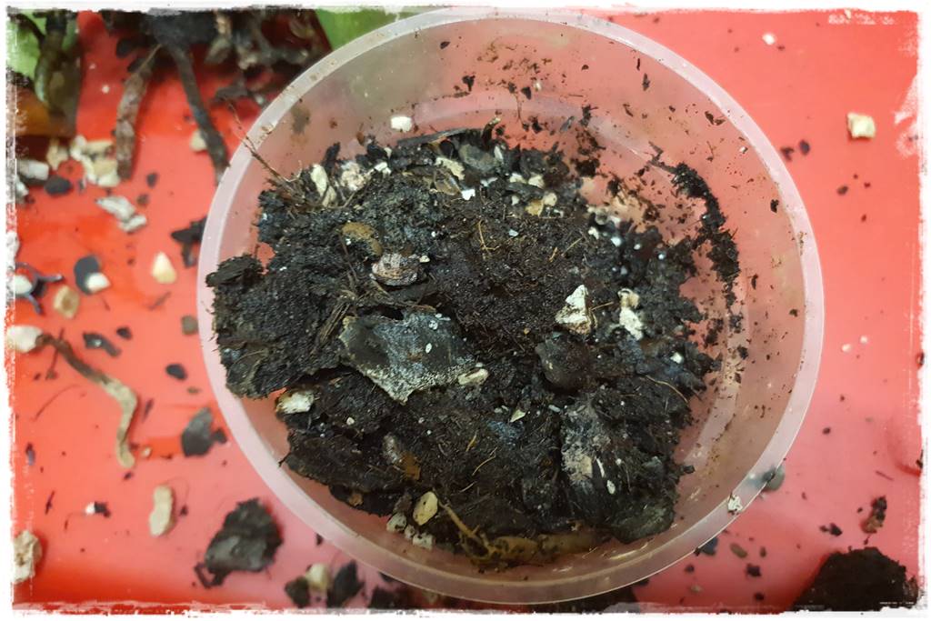 Jak przesadzić storczyka 7a