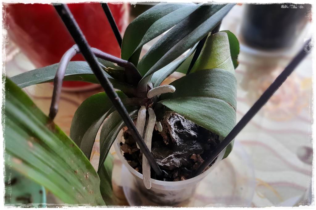Jak przesadzić storczyka 8
