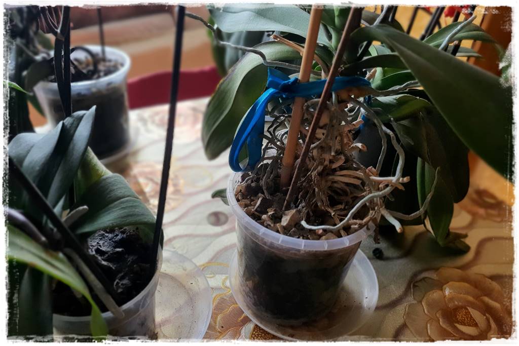 Jak przesadzić storczyka 8a