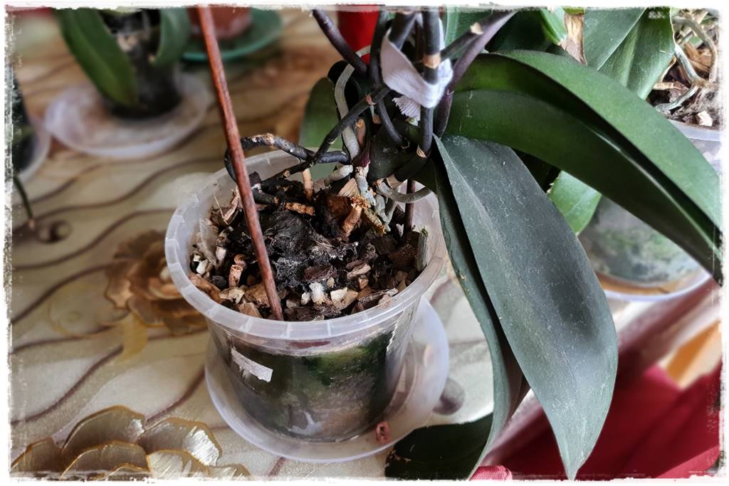 Jak przesadzić storczyka 9