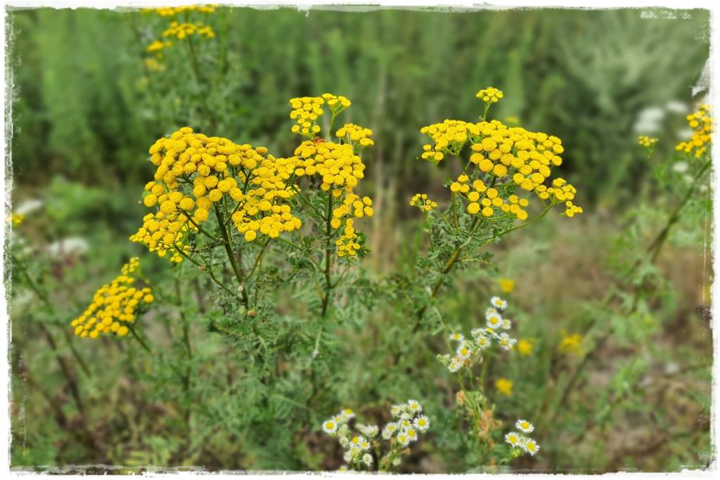 Jak wyczyścić i odkazić narzędzia ogrodnicze 12 Jak wyczyścić i odkazić narzędzia ogrodnicze 12