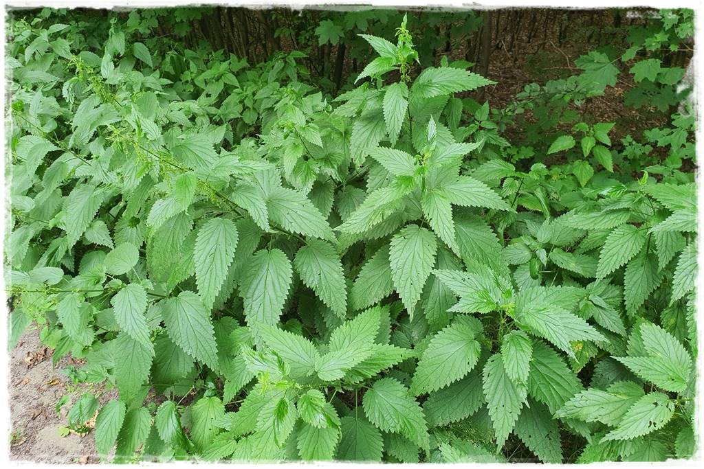 Jak wyczyścić i odkazić narzędzia ogrodnicze 14 Jak wyczyścić i odkazić narzędzia ogrodnicze 14