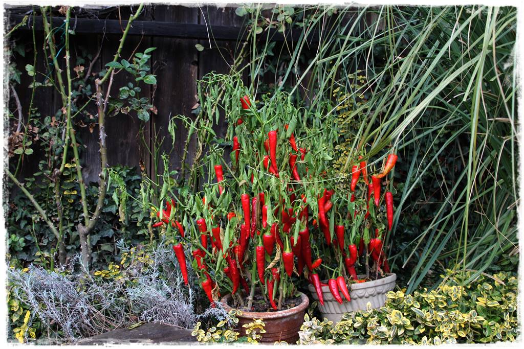 Jak wyczyścić i odkazić narzędzia ogrodnicze 15