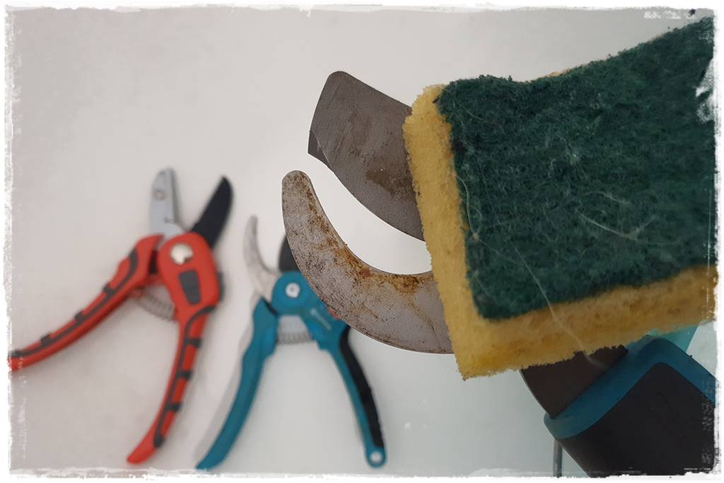 Jak wyczyścić i odkazić narzędzia ogrodnicze 19 Jak wyczyścić i odkazić narzędzia ogrodnicze 19