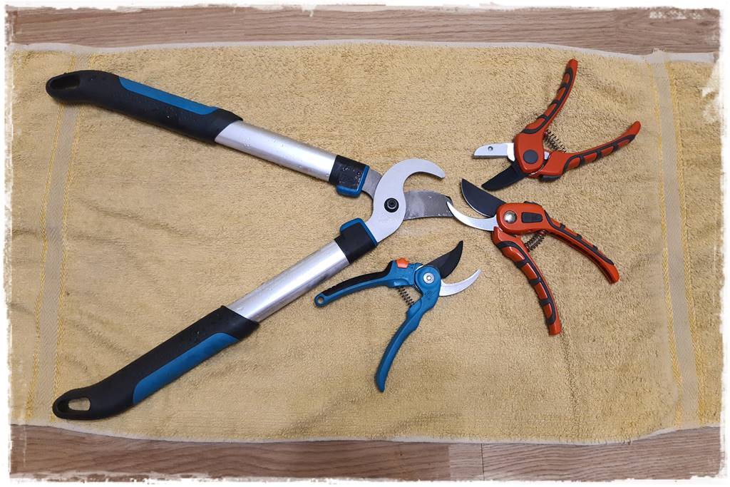 Jak wyczyścić i odkazić narzędzia ogrodnicze 26 Jak wyczyścić i odkazić narzędzia ogrodnicze 26