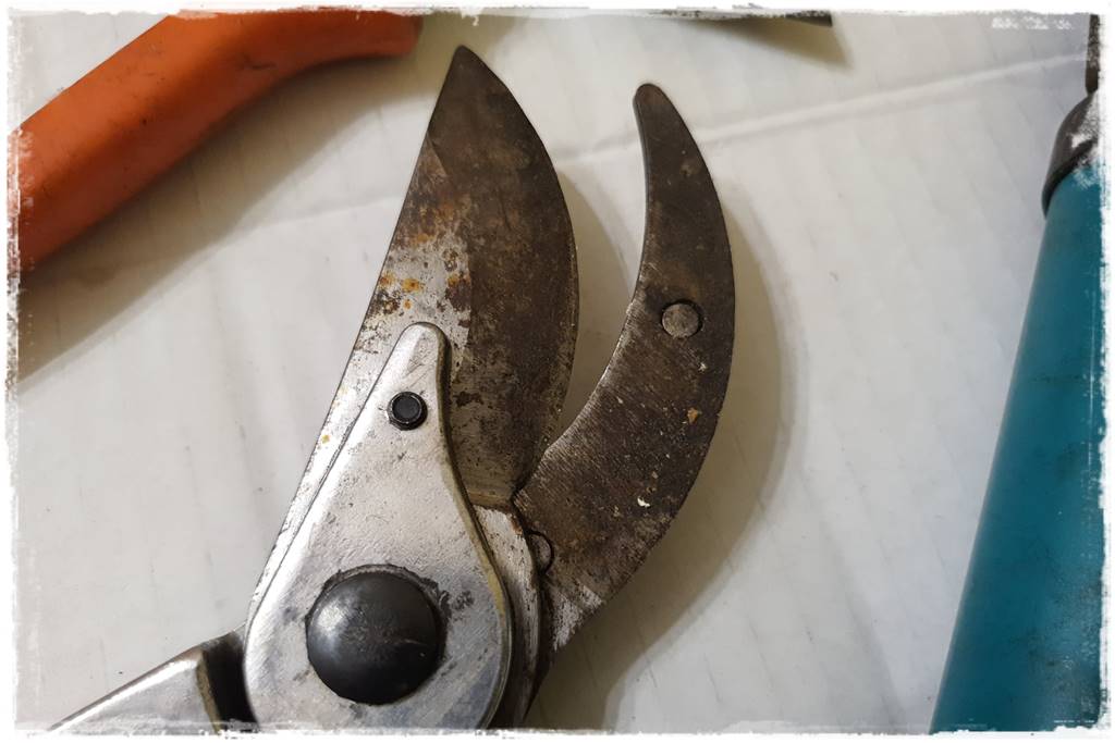 Jak wyczyścić i odkazić narzędzia ogrodnicze 2a Jak wyczyścić i odkazić narzędzia ogrodnicze 2a