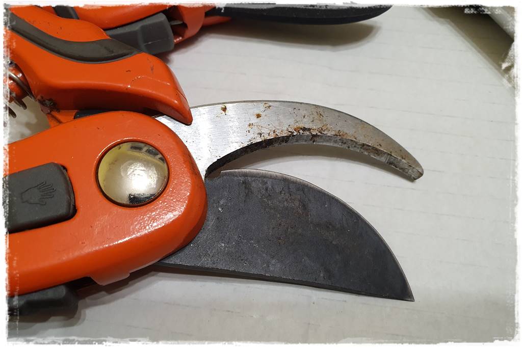 Jak wyczyścić i odkazić narzędzia ogrodnicze 2b Jak wyczyścić i odkazić narzędzia ogrodnicze 2b