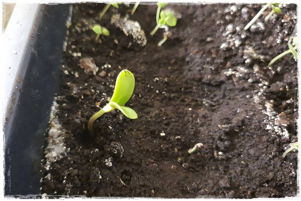 Jak wyczyścić i odkazić narzędzia ogrodnicze 3