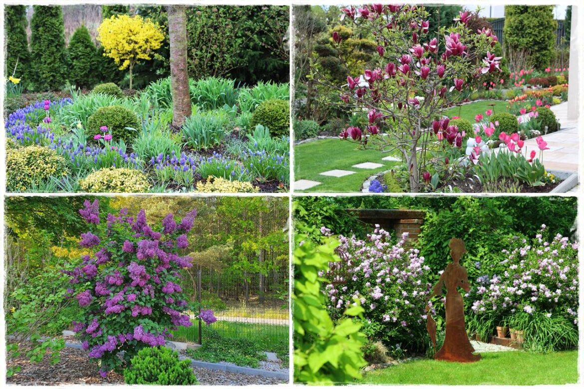 Krzewy kwitnące wiosną 0