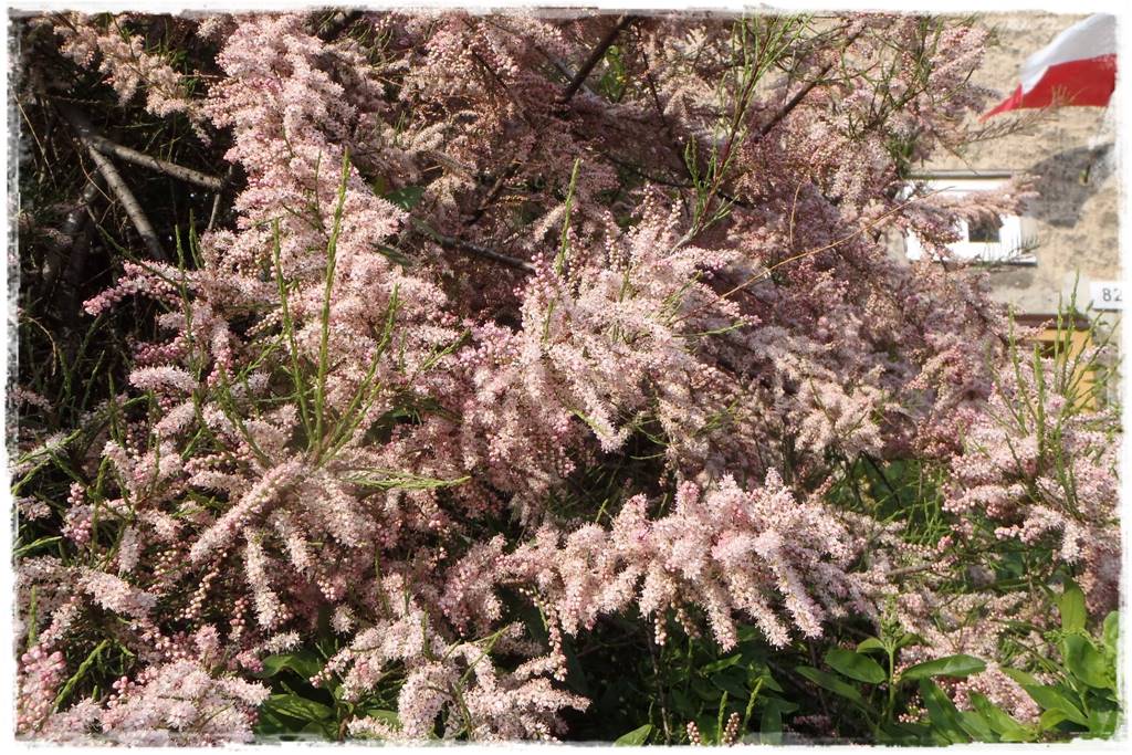 Krzewy kwitnące wiosną 10 Krzewy kwitnące wiosną 10