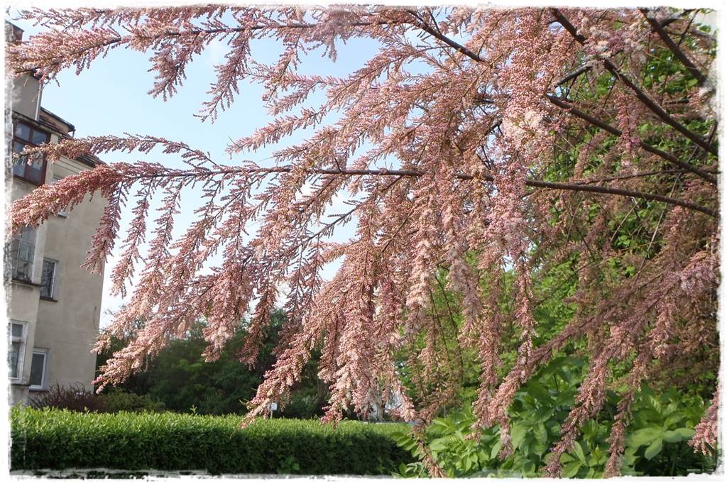 Krzewy kwitnące wiosną 10b Krzewy kwitnące wiosną 10b