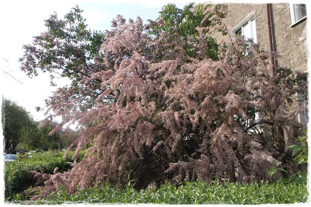 Krzewy kwitnące wiosną 10d Krzewy kwitnące wiosną 10d