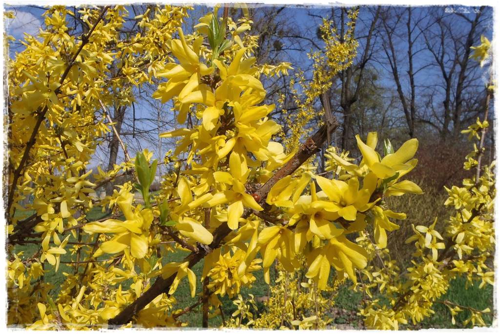 Krzewy kwitnące wiosną 1b Krzewy kwitnące wiosną 1b