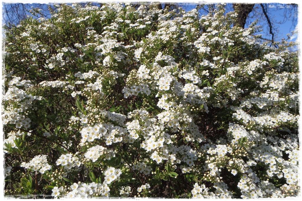 Krzewy kwitnące wiosną 2 Krzewy kwitnące wiosną 2