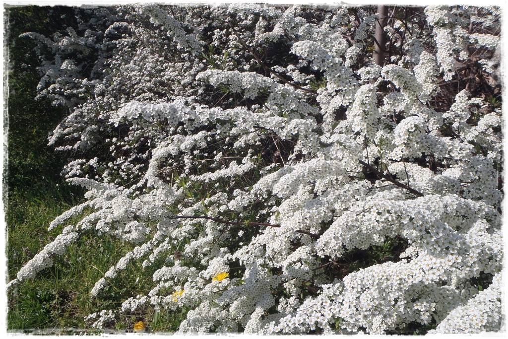 Krzewy kwitnące wiosną 2a Krzewy kwitnące wiosną 2a