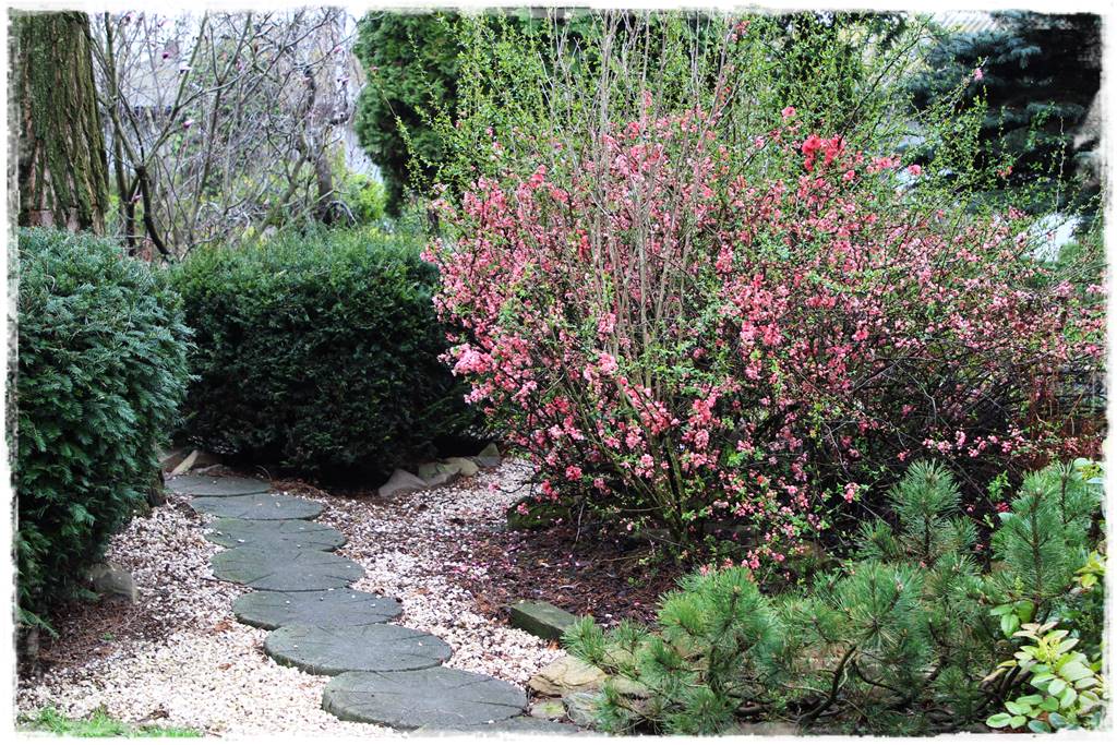 Krzewy kwitnące wiosną 3 Krzewy kwitnące wiosną 3