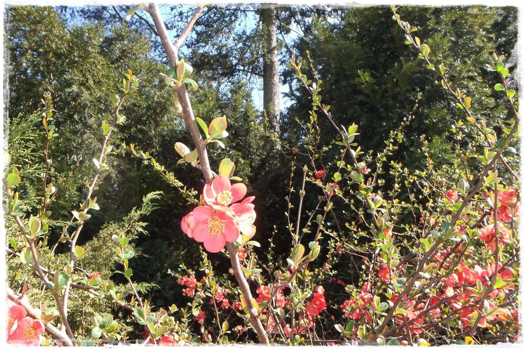 Krzewy kwitnące wiosną 3a Krzewy kwitnące wiosną 3a