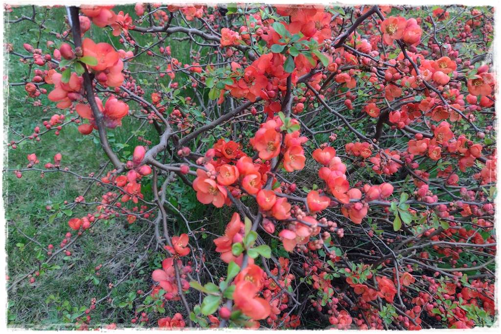 Krzewy kwitnące wiosną 3b Krzewy kwitnące wiosną 3b