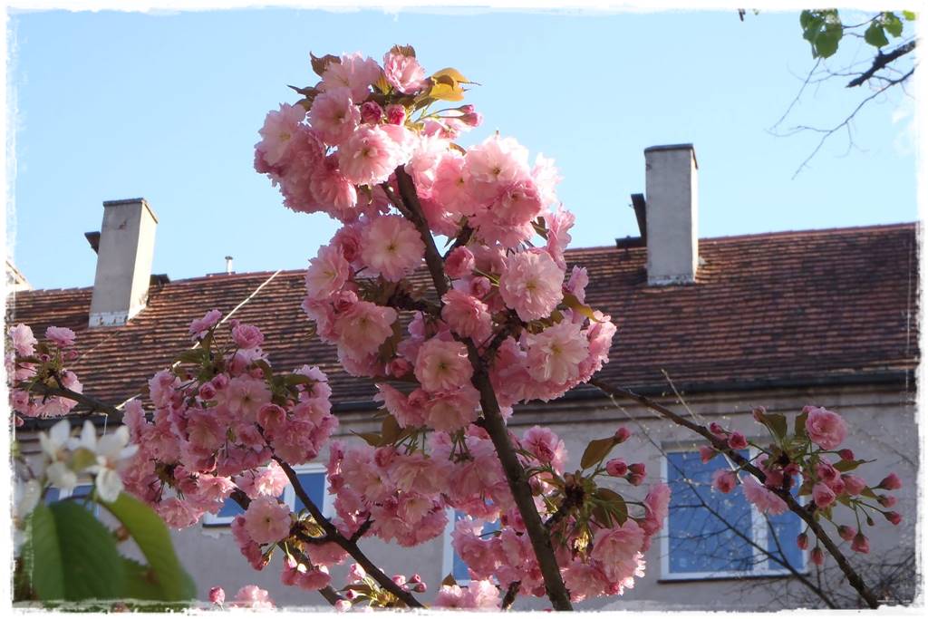 Krzewy kwitnące wiosną 4