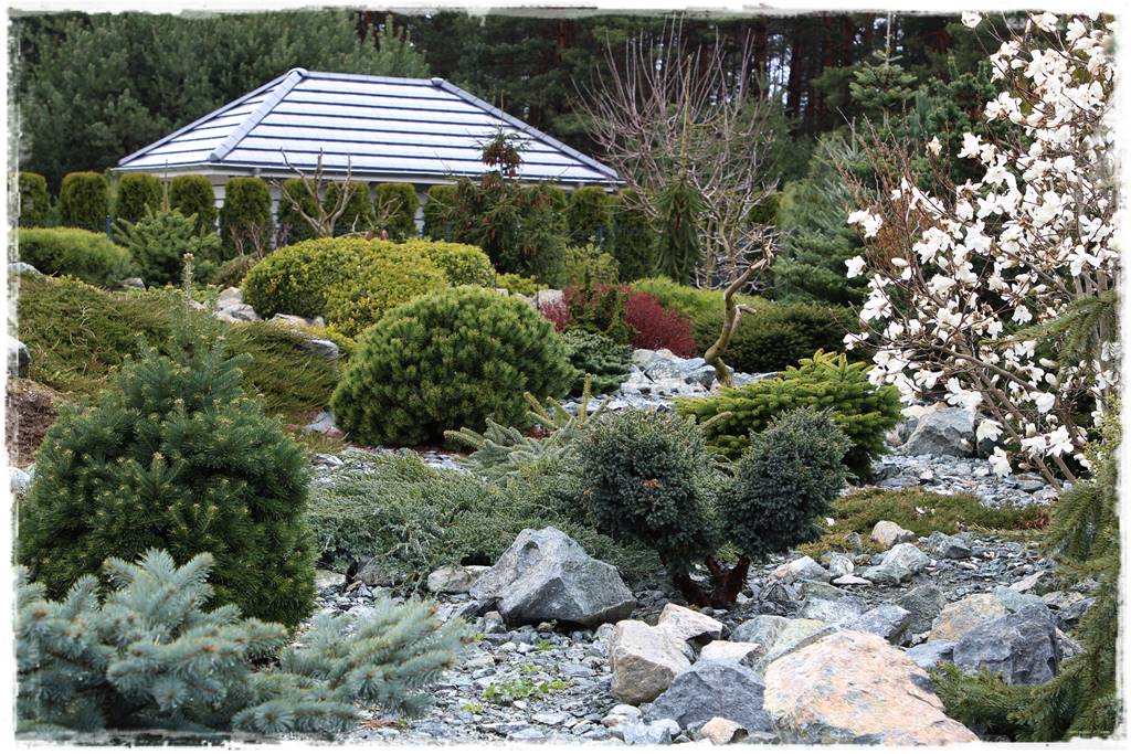 Krzewy kwitnące wiosną 5b Krzewy kwitnące wiosną 5b