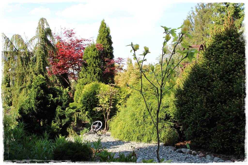 Krzewy kwitnące wiosną 5j