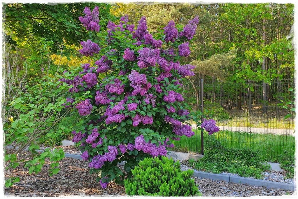 Krzewy kwitnące wiosną 6 Krzewy kwitnące wiosną 6