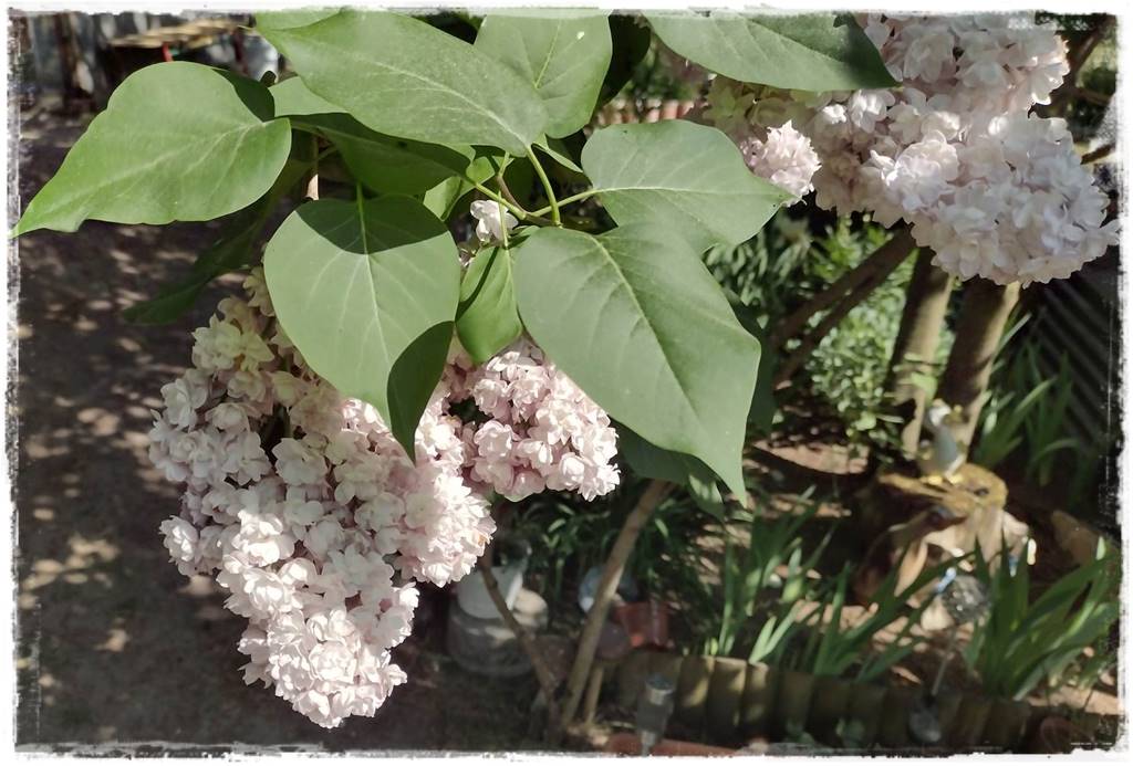 Krzewy kwitnące wiosną 6a Krzewy kwitnące wiosną 6a