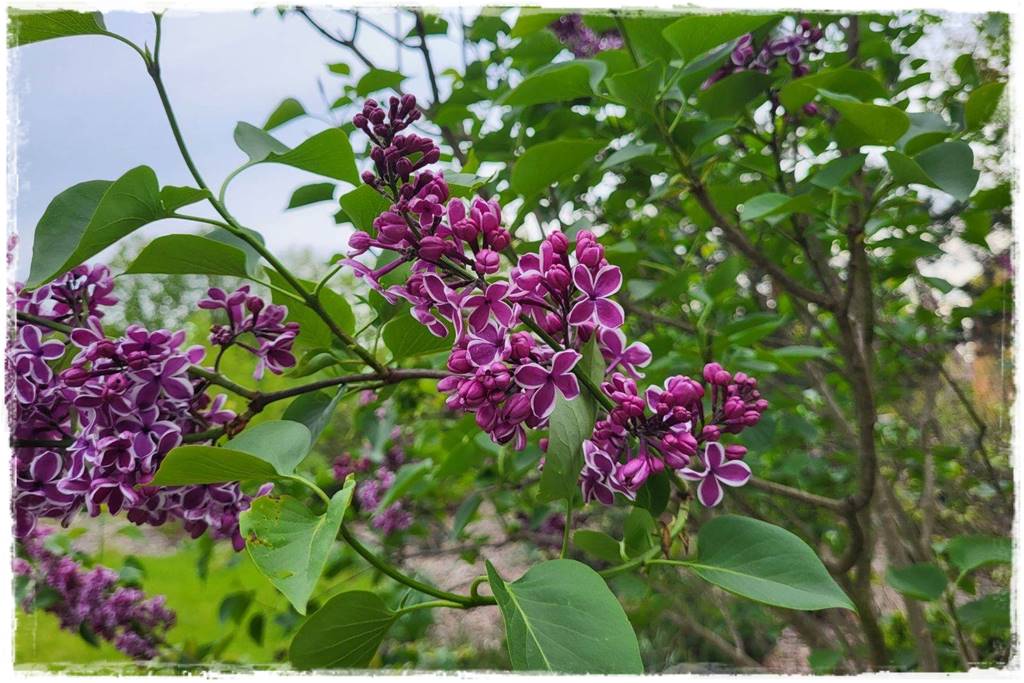 Krzewy kwitnące wiosną 6b Krzewy kwitnące wiosną 6b