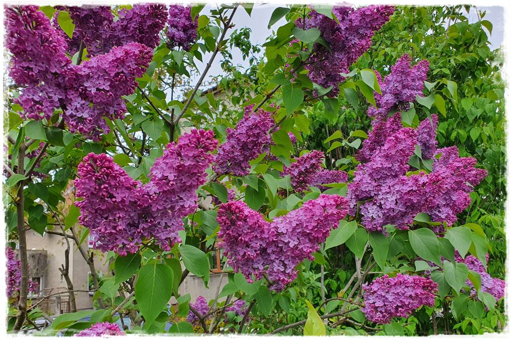 Krzewy kwitnące wiosną 6d Krzewy kwitnące wiosną 6d