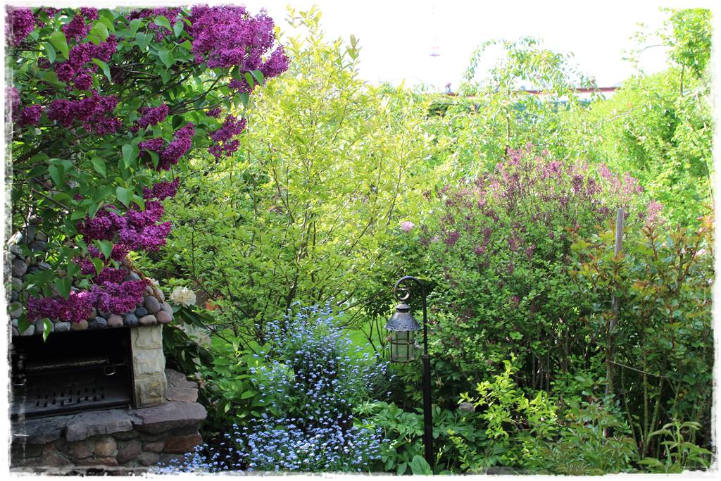 Krzewy kwitnące wiosną 6f Krzewy kwitnące wiosną 6f