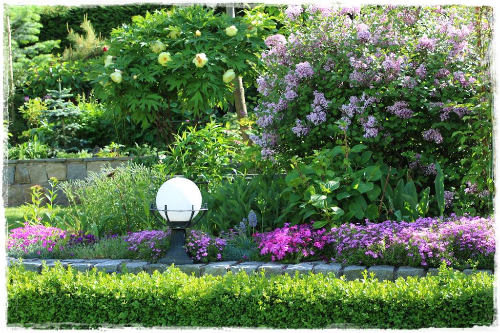 Krzewy kwitnące wiosną 6j Krzewy kwitnące wiosną 6j