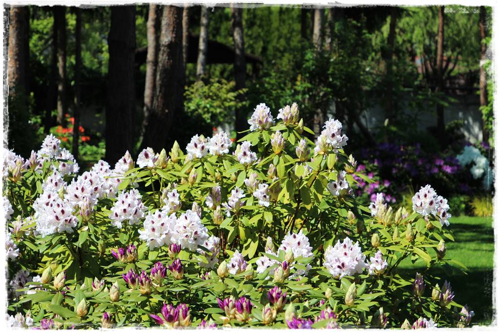 Krzewy kwitnące wiosną 7a Krzewy kwitnące wiosną 7a