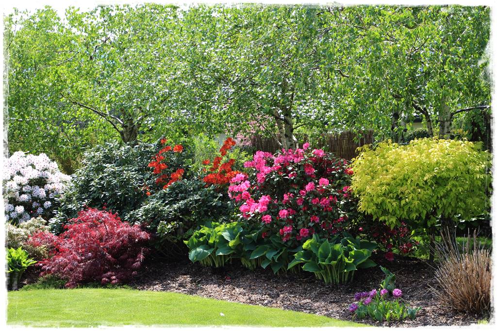 Krzewy kwitnące wiosną 7d Krzewy kwitnące wiosną 7d