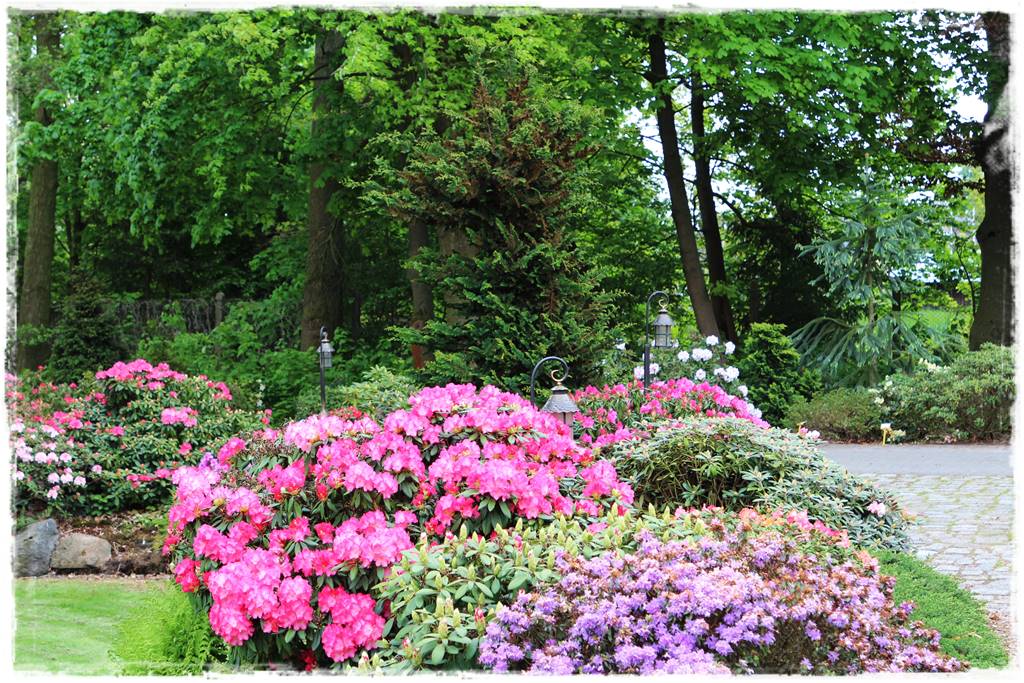 Krzewy kwitnące wiosną 7e Krzewy kwitnące wiosną 7e