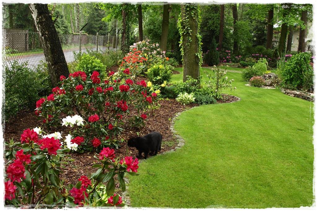 Krzewy kwitnące wiosną 7f Krzewy kwitnące wiosną 7f