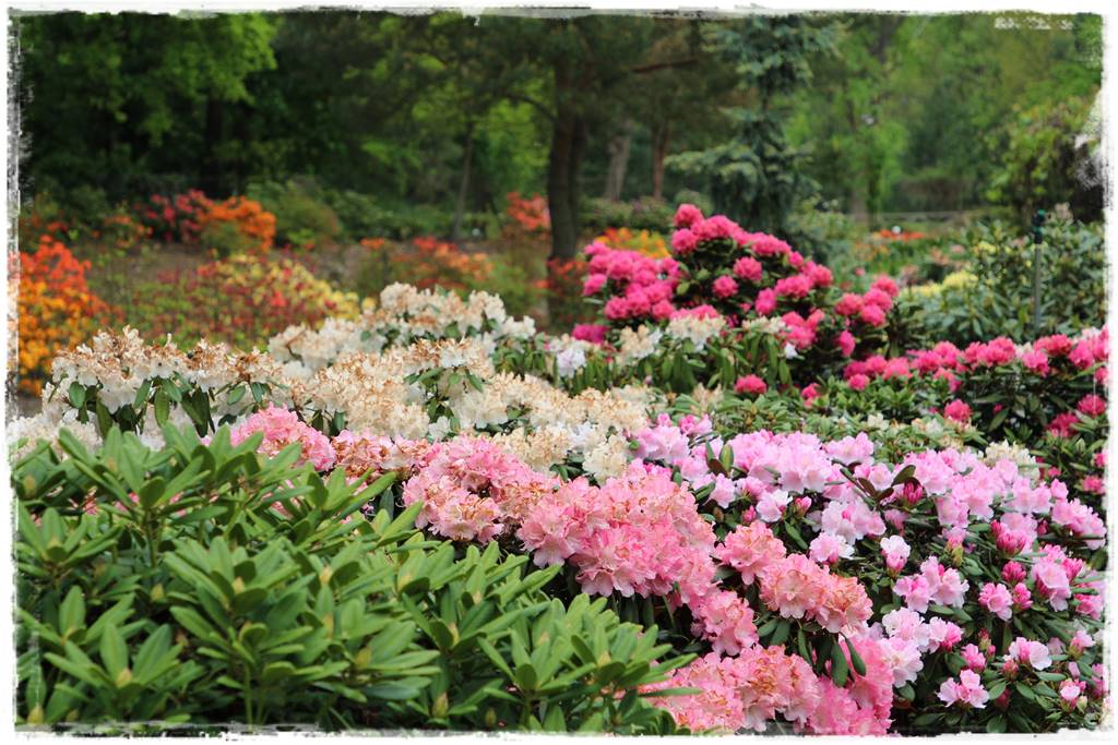 Krzewy kwitnące wiosną 7h Krzewy kwitnące wiosną 7h