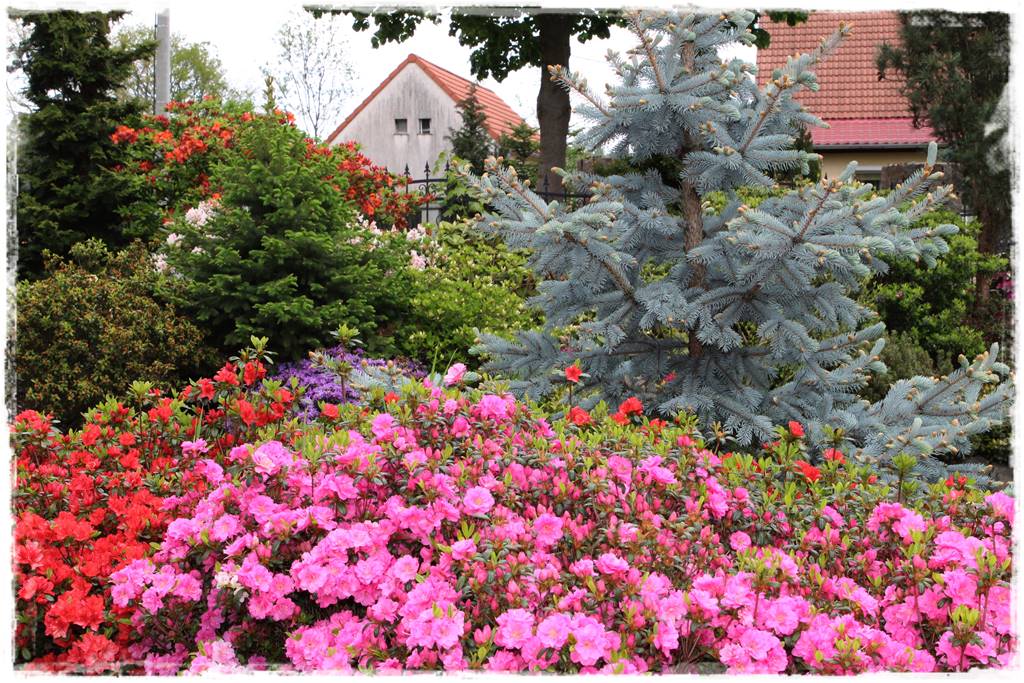 Krzewy kwitnące wiosną 7i Krzewy kwitnące wiosną 7i