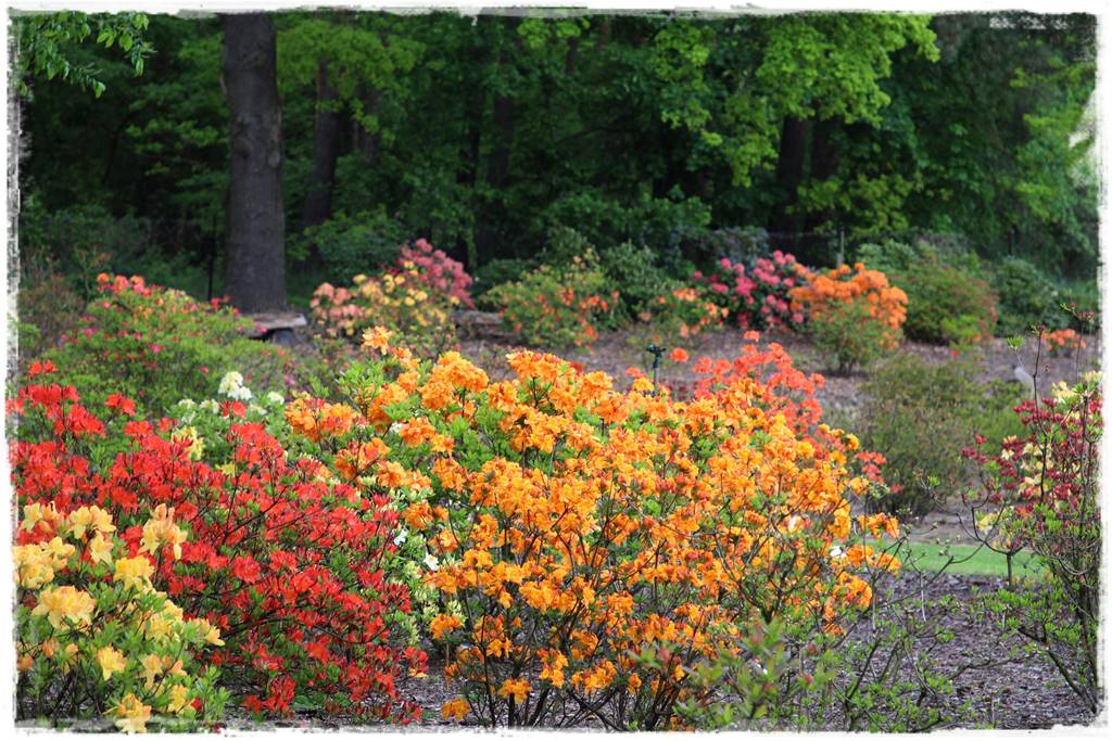 Krzewy kwitnące wiosną 7j Krzewy kwitnące wiosną 7j