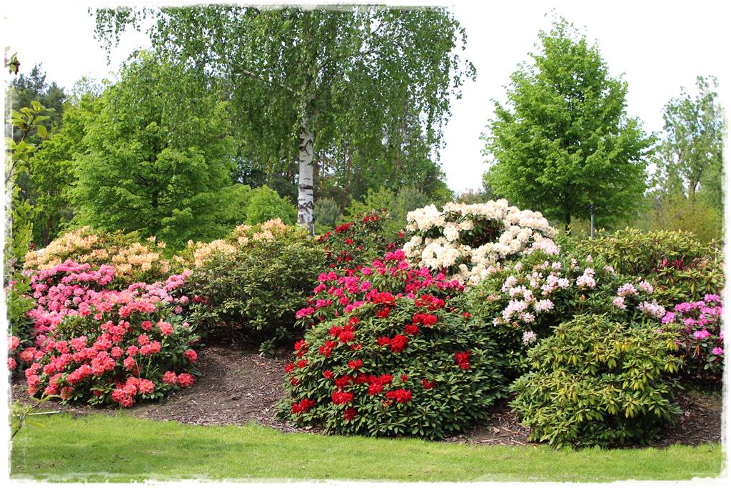 Krzewy kwitnące wiosną 7k Krzewy kwitnące wiosną 7k