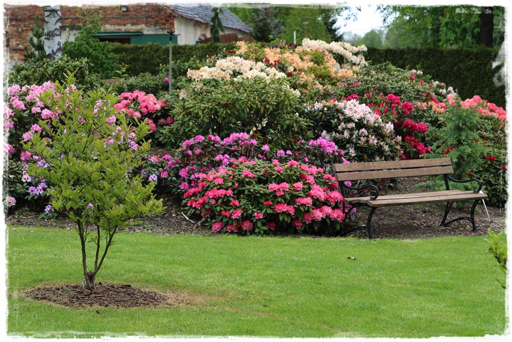 Krzewy kwitnące wiosną 7m Krzewy kwitnące wiosną 7m