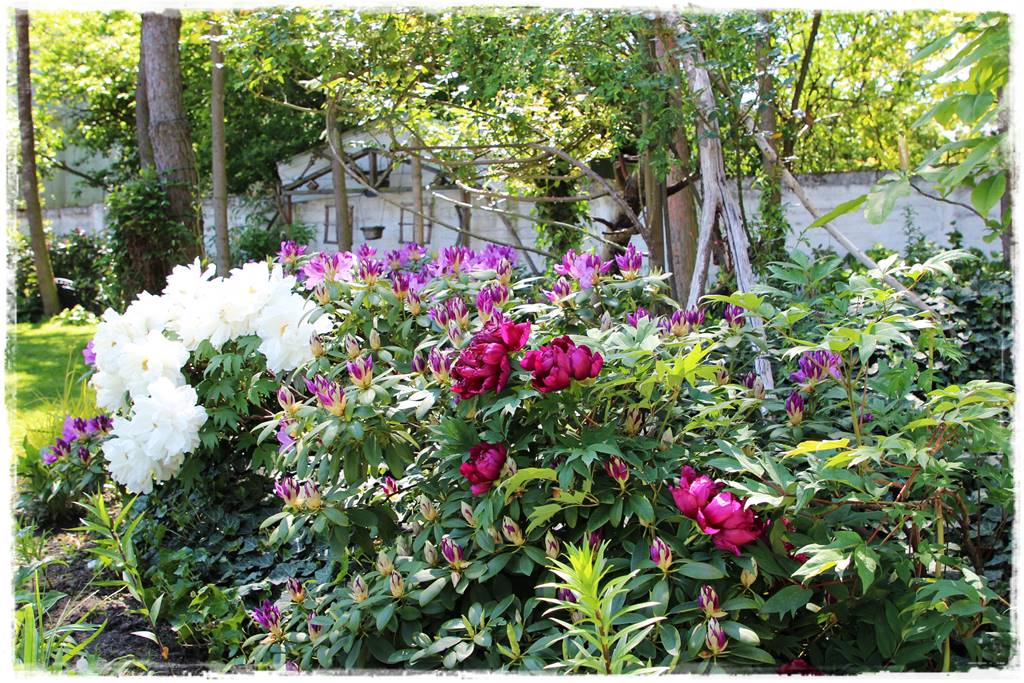 Krzewy kwitnące wiosną 8 Krzewy kwitnące wiosną 8