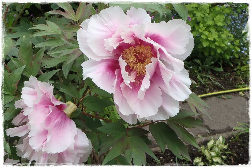 Krzewy kwitnące wiosną 8a Krzewy kwitnące wiosną 8a